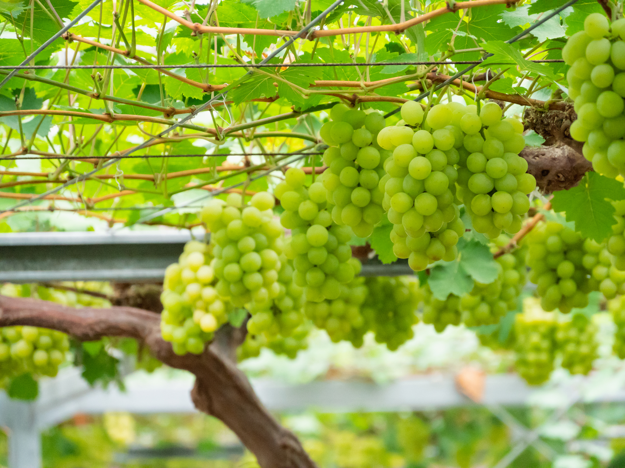 岡山県の農機具買取業者｜岡山県で農機具を高く売るための傾向と対策を解説